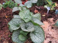 Brunnera 20Mr  20Morse