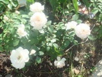 DSC00326