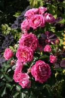 IMG 9401   копия