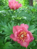 пересорт 2 куста