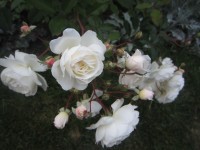 IMG 9341