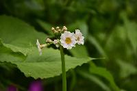 Primula japonica alba