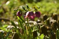 Морозник восточный  красноцветковая форма