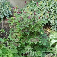 Geranium Samobor1