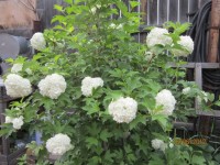 калина бульданеж 1