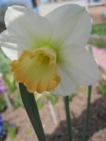 Spring Pride