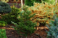 Abies koreana Oberon