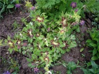 Geranium Springtime