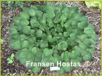 Hosta Teaspoon