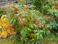 DSC02564