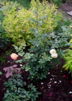 SDC12010