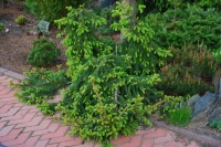 Picea abies Loreley  3