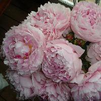 Пион Pink Giant