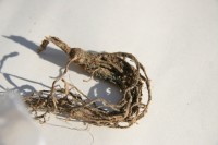 IMG 4862
