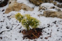 Pinus mugo Little Gold Star