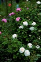 IMG 5992