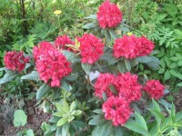 родод Sammetlug