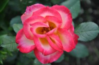 DSC 0493