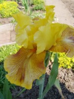 Графские развалины