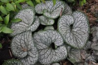 Brunnera  Sea Heart