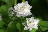 Anemonella thalictroides Alba