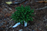 Picea abies Dumpy 2011 год