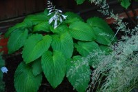 Hosta Niagara Falls