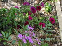 цвет  сочетание