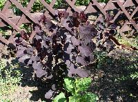 Cotinus coggygria Royal Purple