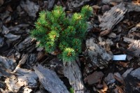 Pinus parviflora Kin Po