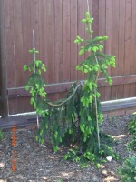 Picea abies Inversa 2008 год