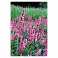 Persicaria bistorta Hohe Tatra