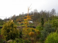 Larix kaempferi ‘Mazanek’ 21 10 2012год