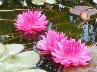 фуксиновый помпон