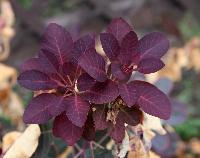 Cotinus coggygria Royal Purple