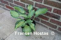 Hosta Teachers Pride