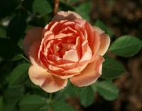 Lady of Shalott 5