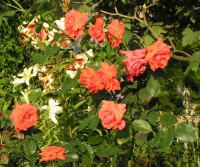 Салита и лильки 3