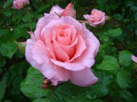 DSC02229