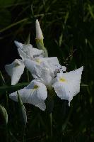 Типа Клавдия Попова