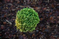 Picea glauca Dendrofarma Aurea