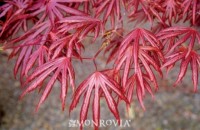 3396 trompenburg japanese maple fall color