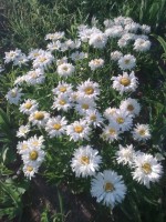 Нивянник Крейзи Дейзи