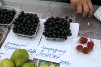Мелентьева смородина