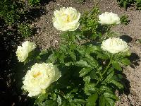 Лемон Шифон