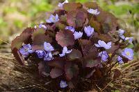 Jeffersonia diphylla