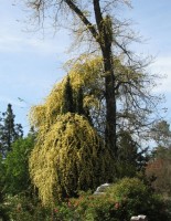 yellowbanksia