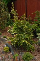 Picea orientalis Aurea