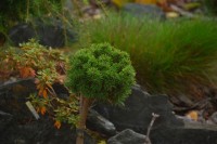 Pinus mugo Susi 2 2011 год