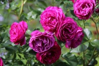 Blue Eden штамб  38